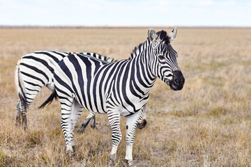 Naklejka premium Zebras in grasslands of virgin steppes