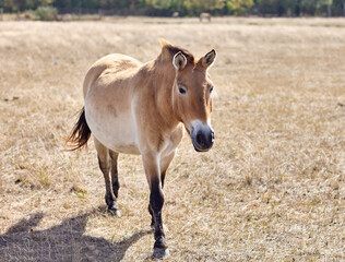 Przewalski's wild horse running in virgin steppes