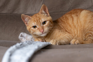 Ginger cat playing on couch in living room at home. Pet having fun