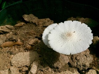 Mushrooms produced from a mixture of dried horse dung