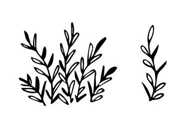 Simple hand-drawn vector drawing in black outline. Field herbs. Meadow wild plants. Flora, bush vegetation, foliage. Ink sketch.