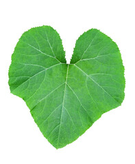 Fototapeta premium A dark green leafy vegetable of Pumpkin leaf isolated on white background. Pumpkin leaves (Cucurbita moschata) varieties, are eaten as a vegetable. 