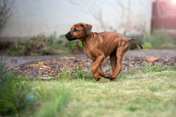 Hundewelpen rennt. Rhodesian Ridgeback, Hundewelpe