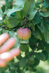 apple on tree