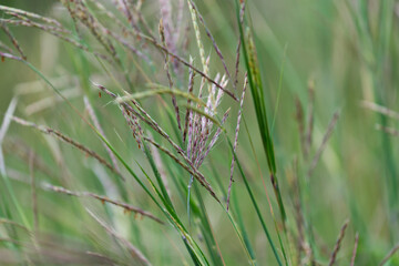 grass seed plumes background