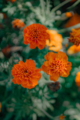 Three Marigold flowers (orange) form a triangle.