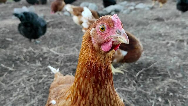 farm chicken looking at camera