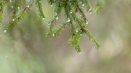 Norwegian or European spruce (Picea abies) branch with rainwater