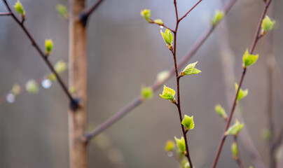 Growing leaves on a tree in spring with a selective focus