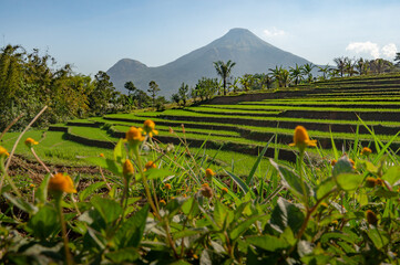 rice field in the mountains, Penanggungan Mountains of East Java