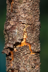Cracked dry bark on the trunk of a dead pine tree, against a blurred background of greenery. 