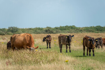 pretty brown cows standing on the footpath across a wild flower meadow in Lymington Hampshire England