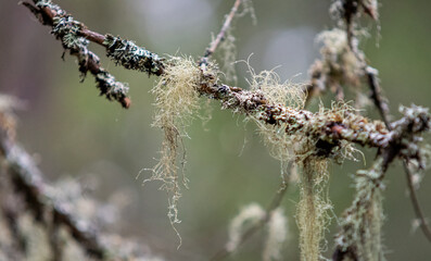 Norwegian or European spruce (Picea abies) branch with Alectoria (fungus)