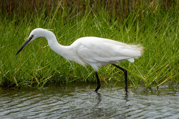 Naklejka premium Egret a heron with white plumage hunting in the river