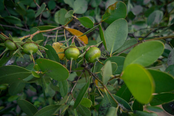 green apples on a tree