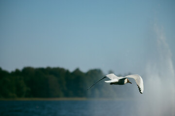 seagull in flight