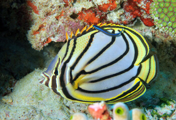 Meyer’s Butterflyfish (Chaetodon meyeri). South Ari Atoll, Maldives
