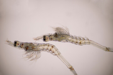 Closeup mysis stage of Vannamei shrimp in light microscope, Shrimp larvae under a microscope,...