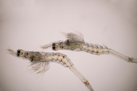 Closeup mysis stage of Vannamei shrimp in light microscope, Shrimp larvae under a microscope, Aquatic animals.