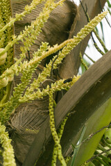 Naklejka premium Fresh yellow coconut flowers on a tree, close-up shot and there are Bees pollinating coconut tree flowers on plants. Suitable for wallpapers, websites, news, illustrations, knowledge 