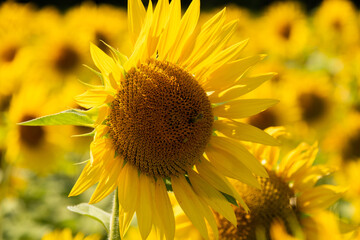 Sonnenblumenfeld mit aufgeblühten Sonnenblumen, Symbolblume für Sommer, Wärme und Licht.