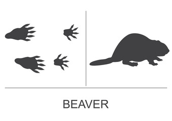 Silhouette of a beaver and prints of the hind and fore paws. Vector illustration on a white background. - obrazy, fototapety, plakaty