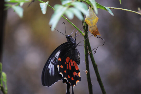 butterfly on a tree