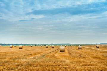 Fototapeta na wymiar field and stubble of harvested wheat and bales of straw in rolls on a background of beautiful sky
