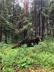 forest in the forest