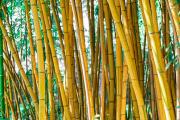 bamboo grove close up background