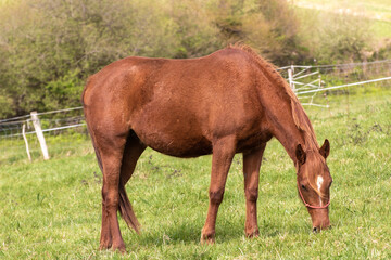 horse and foal