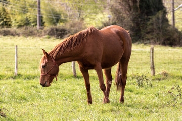Naklejka na ściany i meble brown horse grazing in a green field