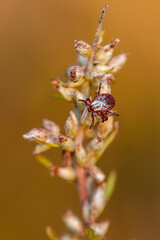 Encephalitis Tick Insect Crawling on Grass. Encephalitis Virus or Lyme Borreliosis Disease Infectious Dermacentor Tick Arachnid Mite Parasite Macro.