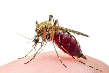 Dangerous Malaria Infected Mosquito Bite Isolated on White. Leishmaniasis, Encephalitis, Yellow Fever, Dengue, Malaria Disease, Mayaro or Zika Virus Infectious Culex Mosquito Parasite Insect Macro.