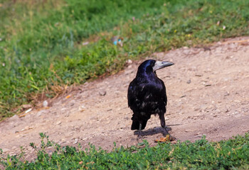 Black crow standing and eat offals. Crane is eating something and watching. Predator bird portrait outdoor.