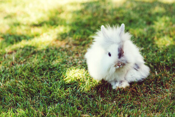 Cute dwarf decorative fluffy rabbit. Bunny on green grass background. Symbol of Easter.
