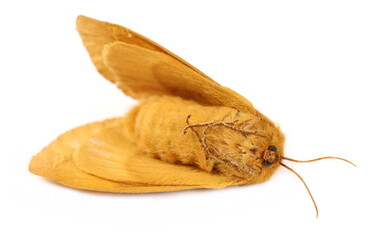 Oak Eggar moth, Lasiocampa quercus isolated on white background