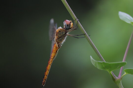 dragonfly on a branch