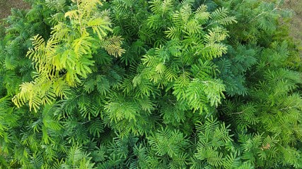 Green textures of colombia