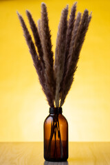 Branch of fluffy pampas grass in a little dark bottle on a yellow background