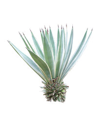 Agave plant isolated on white background.This has clipping path