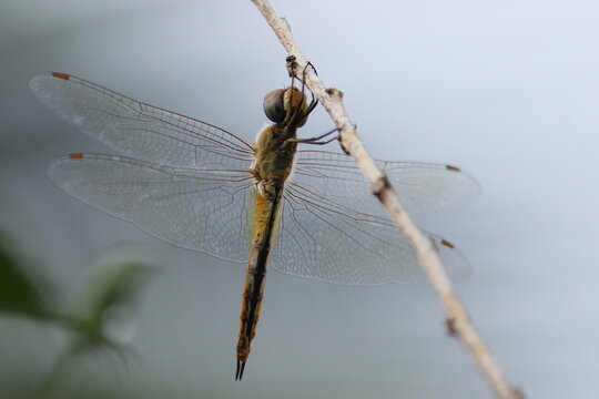 dragonfly on a twig