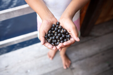 Boy hand and fresh acai berries fruit close up during harvest in the amazon rainforest, Brazil....