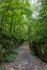Fototapeta na wymiar Forest path with trees over stone walls