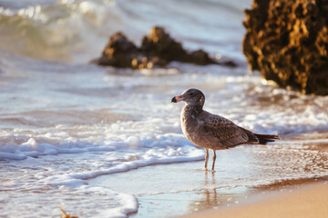 Seagull Eating Fish in Australia