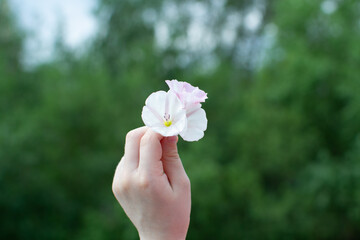 A small bouquet of flowers in a child's hand on a blurred green background.