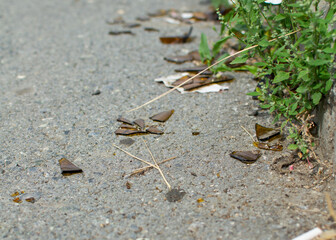Brown glass from a broken bottle in the street. Garbage collection problem.