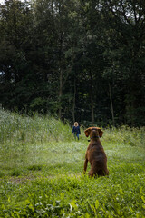 Dog waiting for his boss. Walking the dog at Forest Kuinre. Kuinderbos. Noordoostpolder Netherlands. 