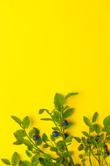 Blueberry twigs with leaves and berries laid out on a bright yellow background with place for text