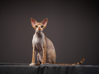 Obraz premium red kitten on a grey background. Devon Rex cat
